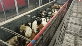 В Крым пытались ввезти животных без документов