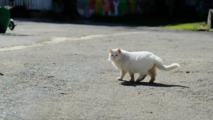 В Гаспре начали строить приют для кошек