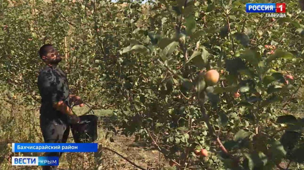 Более 150 тысяч тонн яблок первого сорта планируется собрать в Крыму осенью