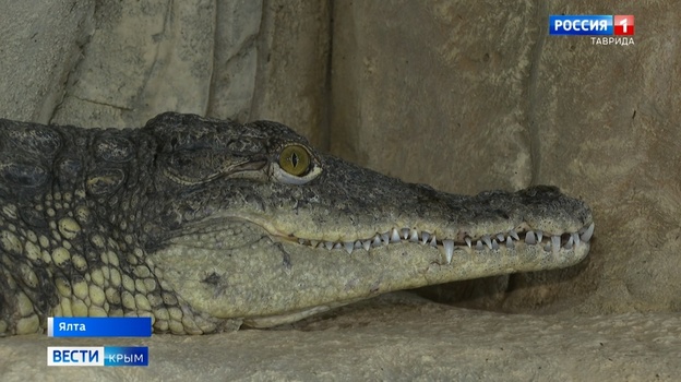 Крокодилы в Ялте отказываются от еды из-за наводнения