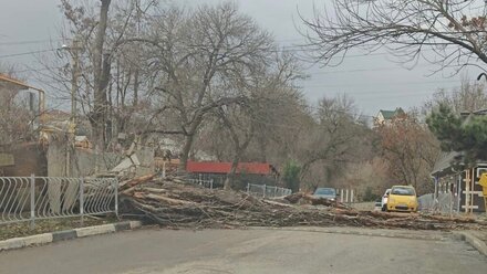 Упавшее дерево заблокировало проезд в Симферополе
