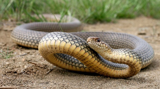 Крымчанам разъяснили, чем опасны неядовитые змеи