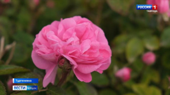  В Феодосии высадят около двух тысяч кустов роз