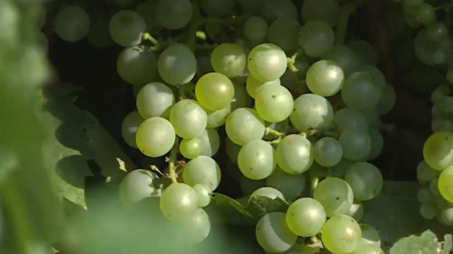 Учёные из Крыма научились определять по вину место происхождения винограда