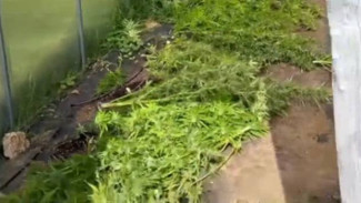 Жителям Евпатории грозит 20 лет колонии за хранение наркотиков с целью сбыта