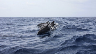 СМИ США испугались «боевых» дельфинов Черноморского флота