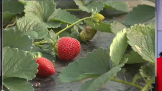 Клубнику из крымских и херсонских теплиц проверили на безопасность