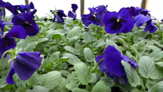 В скверах Симферополя высадят около 15 тысяч весенних цветов