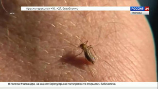 В ближайшие две недели на полуострове усилится активность комаров