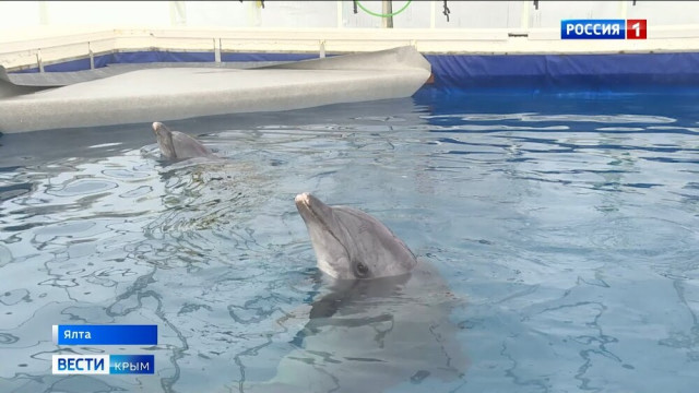 В Крыму спасают жизни дельфинов