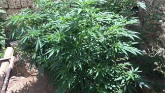 Дома у крымчанина нашли 16 кустов конопли