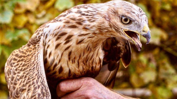 Хищную птицу со сломанным крылом отвезли на реабилитацию из Крыма в Новороссийск