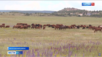 Крымский фермер лишился земли, где пас породистых лошадей