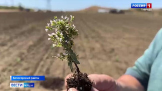  Гектар душицы заложили в Крыму
