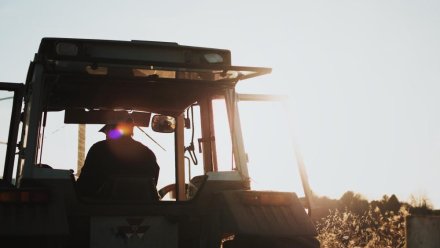 Крымские аграрии планируют собрать в этом году рекордный урожай горчицы