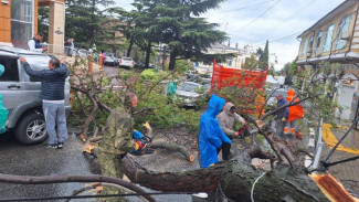В Ялте из-за шторма упали деревья
