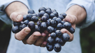 Погода негативно отразилась на урожае винограда в Крыму