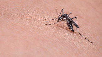 Крым атаковали комары после обильных осадков