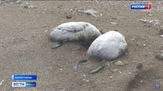 Эксперты назвали возможные причины гибели птиц у Сивашского залива