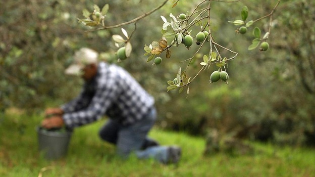 Фейхоа, оливки и киви: крымские учёные выведут сорта для выращивания в России