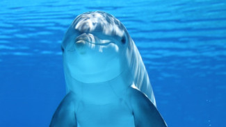 Ученые смогут понять, о чем говорят дельфины