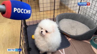 Школьник, которому Владимир Путин подарил собаку, начинает привыкать к совместной жизни с новым другом