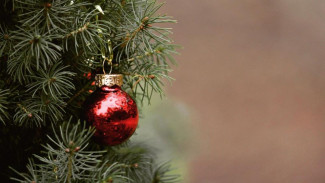 В Керчи открылись ёлочные базары – сколько стоит новогоднее дерево?
