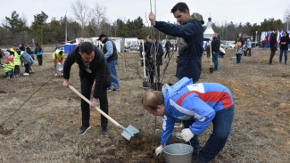 В Симферополе высадили более трех тысяч деревьев в честь годовщины Крымской весны