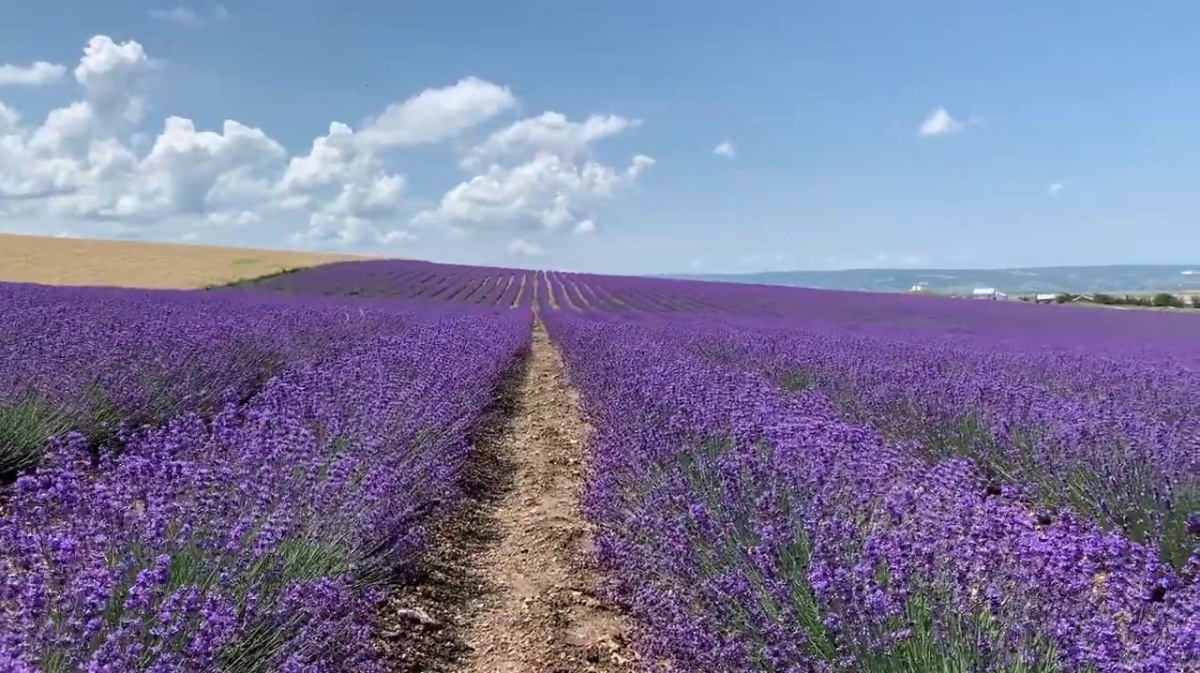 Лавандовые поля в крыму когда цветут фото