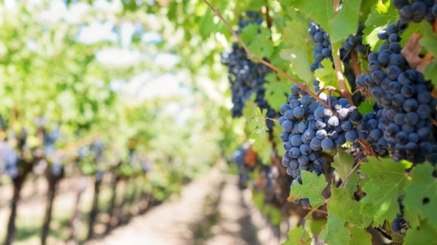 В Крыму начался сбор винограда