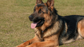 В Крыму служебная собака нашла взломщика по запаху его крови