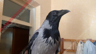 В Крыму ворона научилась гавкать 