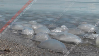 Множество мёртвых медуз выбросило на побережье Керчи (ВИДЕО)