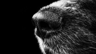 В Крыму ротвейлеры загрызли ребенка