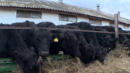 Два крымских сельскохозяйственных проекта получат 5,4 млрд рублей инвестиций 