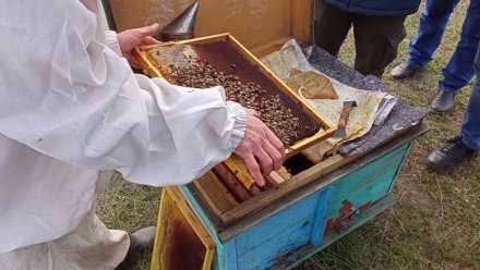 На крымских пасеках началась масштабная проверка мёда