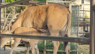 В Бахчисарайском парке миниатюр родился детёныш у пары антилоп