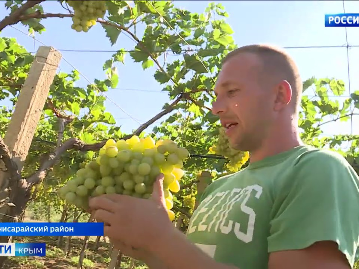 Реферат: Виноградники в Крыму