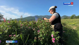 В Крыму приступили к уборке эфиромасличной розы. 
