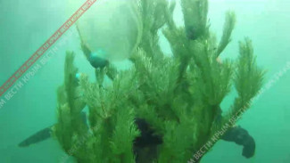 Крымские дайверы установили под водой елку