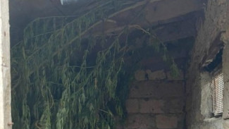 Ферма с подвохом: житель Сакского района вырастил 10 кг конопли 