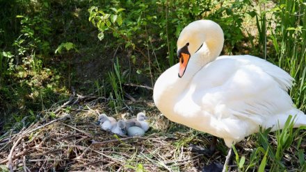 Лебединая семья из Гагаринского парка обзавелась потомством
