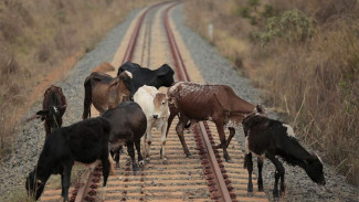 В Керчи участились случаи выпаса скота вблизи железной дороги