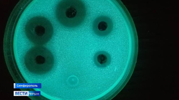 Светящиеся бактерии Чёрного моря помогут учёным найти новые антибиотики