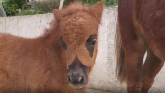Необычный пони родился в Бахчисарайском парке миниатюр