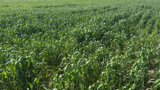 70% посевов озимых культур в Крыму – в удовлетворительном состоянии