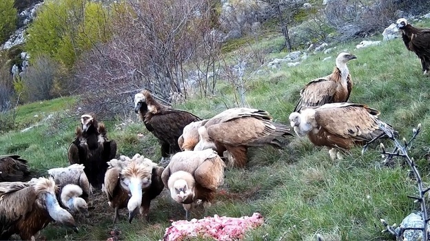 Хищных птиц в Крыму подкормят тремя тоннами мяса для сохранения популяции 