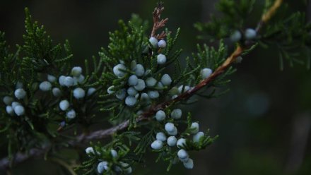  В Евпатории высадили саженцы можжевельника в рамках экоакции «Сохраним можжевельники Крыма»