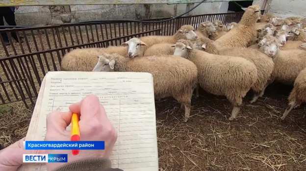 Новую породу овец вывели в Крыму