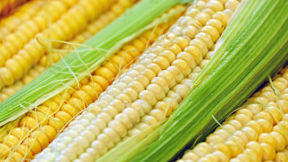 В Крыму возродят посевы кукурузы, сои и риса